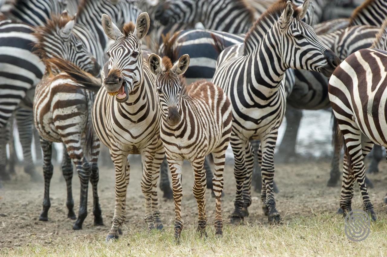 Serengeti Serena Safari Lodge Екстериор снимка